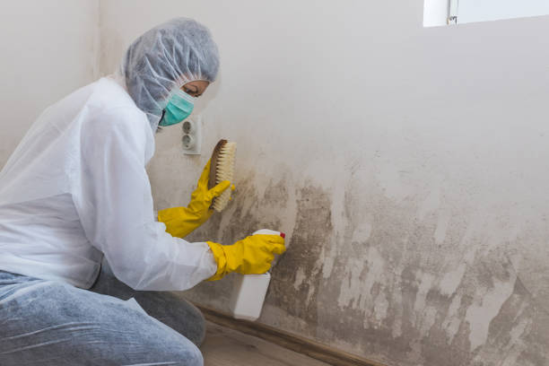 Best Mold Remediation  in Leesburg, OH