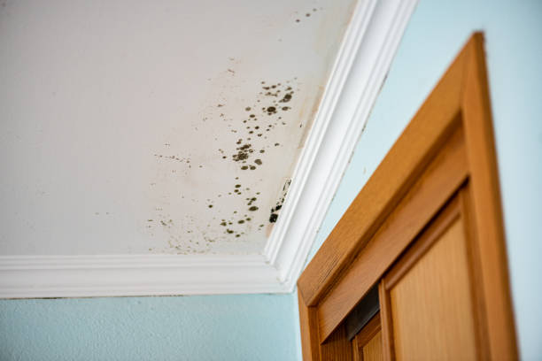 Best Residential Mold Removal  in Leesburg, OH