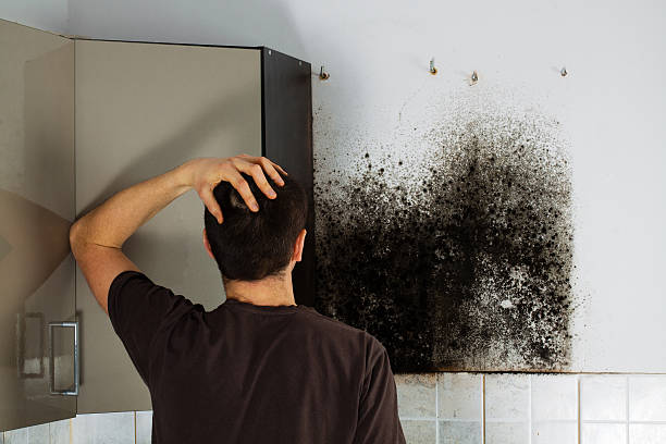 Best Black Mold Removal  in Leesburg, OH
