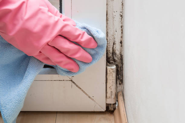 Best Emergency Mold Removal  in Leesburg, OH