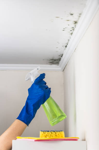 Home Mold Removal in Leesburg, OH