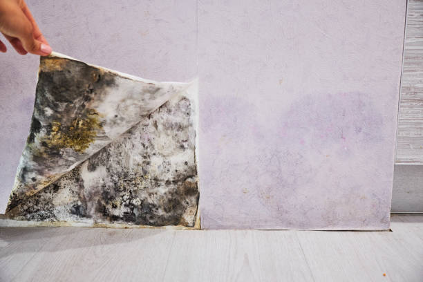 Best Professional Mold Removal  in Leesburg, OH